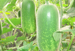 往期吃瓜爆料图片大全,往期吃瓜爆料图片大全回顾